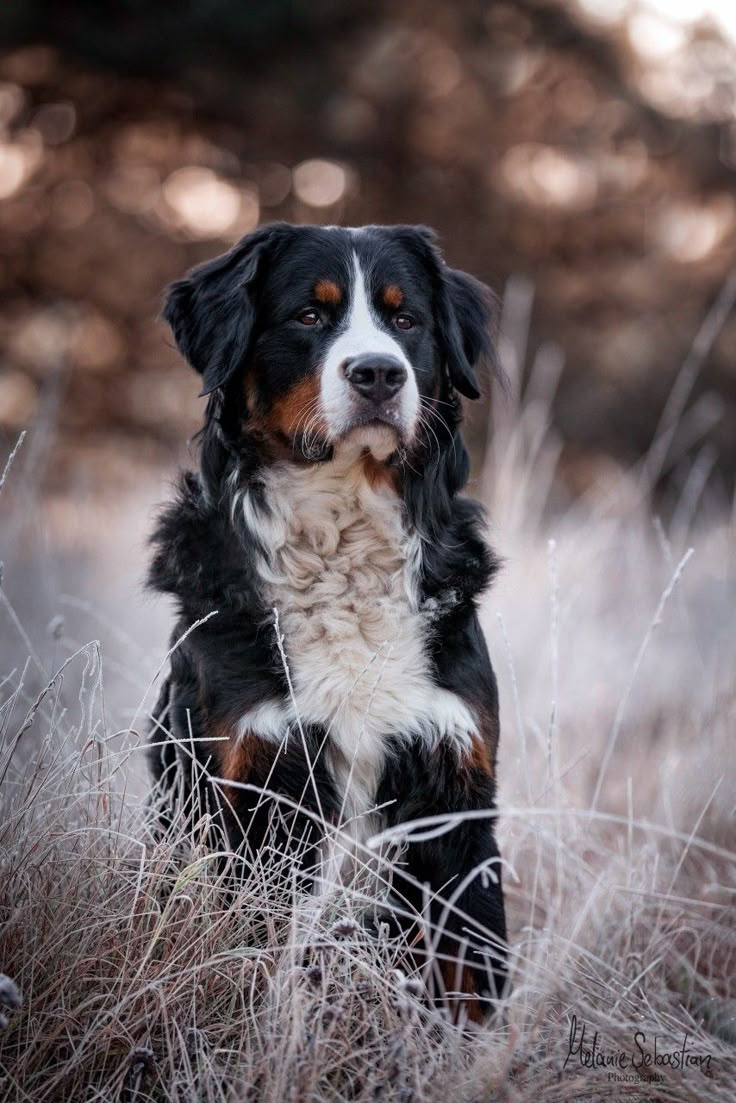 HUNDEZUBEHÖR