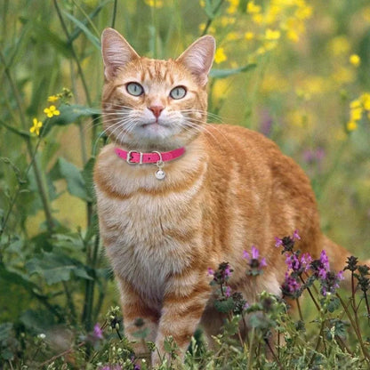 Buntes Katzenhalsband mit Glocke – Stilvoll, Sicher &amp; Bequem