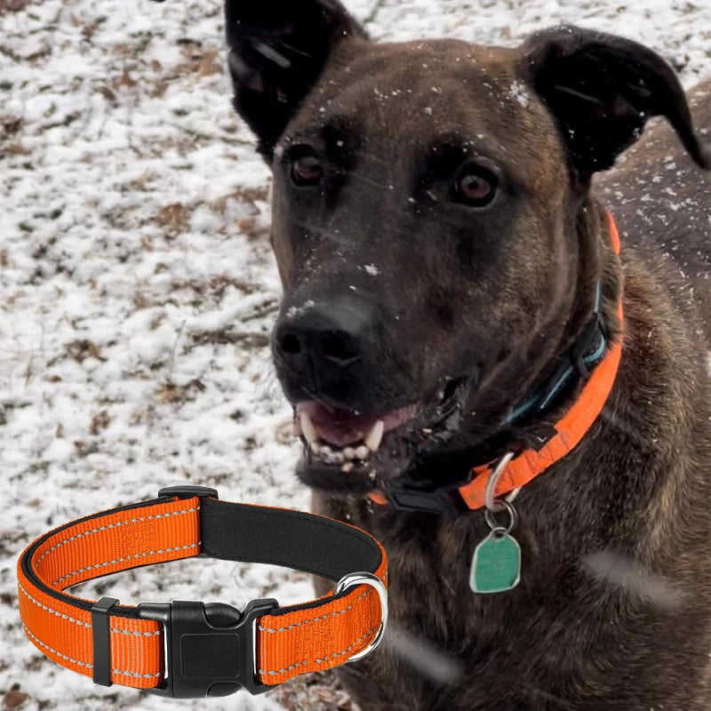Verstellbares Hundehalsband – Stilvoll, robust & sicher